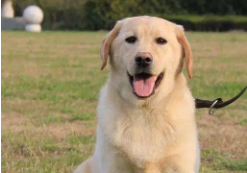 白色拉布拉多价格（纯白色拉布拉多多少钱）