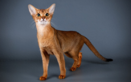 阿比西尼亚猫多少钱（阿比西尼亚猫多少钱一只灰色）