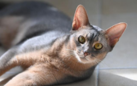 阿比西尼亚猫为什么禁养（阿比西尼亚猫容易出现的问题）