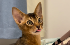 阿比西尼亚猫图片（阿比西尼亚猫长什么样）