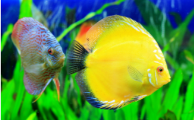 海洋鱼类奇闻多读后感（海洋鱼类奇闻多读后感100字）