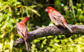 古代鸟类名称（古代鸟类别称）