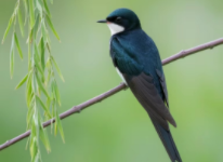 代表吉祥的鸟类名称（吉祥寓意的鸟类）