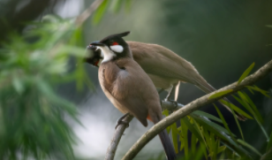 带有隹字的鸟类名称（带隹的字有哪些字与鸟有关）