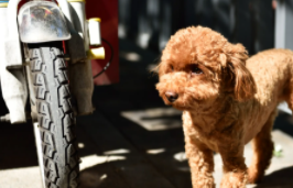 狗狗品种大全及图片土狗（狗狗品种和图片价格多少钱）