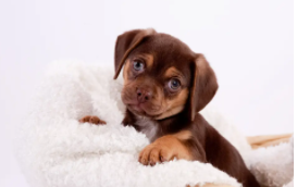 狗狗品种小型犬（狗狗有哪些小型品种）