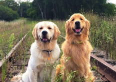 拉布拉多金毛串串（拉布拉多金毛串串寿命）