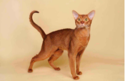 阿比西尼亚猫味道好大（阿比西尼亚猫容易出现的问题）