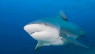 鲨鱼属于鱼类吗吗（鲨鱼属于鱼类还是兽类）