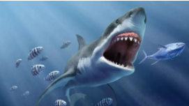 鲨鱼属于鱼类吗用什么呼吸（鲨鱼是鱼类吗）