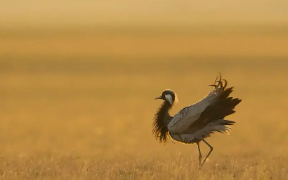 保护鸟类的宣传标语（保护鸟类的宣传标语怎么写）