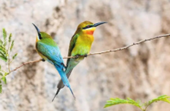 保护鸟类的句子（保护鸟类的句子二年级上册）