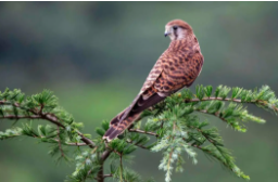 保护鸟类的句子有哪些（保护鸟类的句子有哪些二年级）