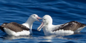 保护鸟类有哪些（中国一级国家保护鸟类有哪些）