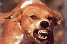 猫挠出血狂犬病潜伏期多长时间（猫抓伤狂犬病的潜伏期是多久）