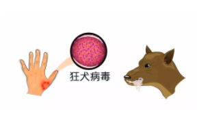 3岁孩子狂犬病潜伏期多长时间（儿童狂犬病毒潜伏期）