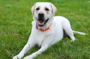 拉布拉多犬好养吗 听话吗（拉布拉多好不好养,听不听话）
