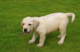 拉布拉多犬好养吗?（拉布拉多犬吃什么狗粮）