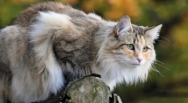 挪威森林猫和布偶猫的区别（挪威森林猫和布偶猫的区别）