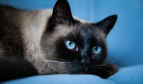 暹罗猫价格多少钱一只2023年（虎斑暹罗猫价格多少钱一只2023年）