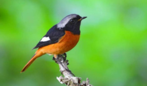 保护鸟类图片（保护鸟类方法有哪些）