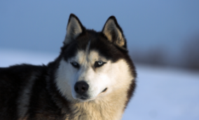 阿拉斯加犬聪明吗?智商高不高（十大聪明犬排名）