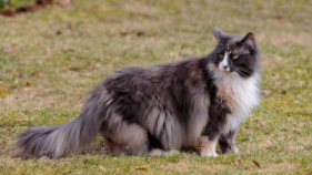 挪威森林猫图片（挪威森林猫多少钱一只）