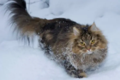 挪威森林猫价格（挪威森林猫的价格）