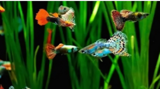 观赏小鱼的品种和名称图片（30种常见热带观赏鱼）