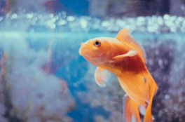 除了鱼还有什么水族宠物（除了淡水鱼还有什么鱼）