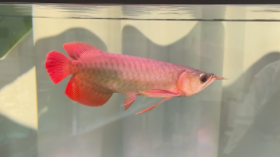 养什么鱼好养招财（养什么鱼比较招财）