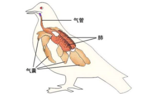 鸟类的呼吸器官是什么 辅助呼吸器官是什么（鸟类的呼吸器官是啥）