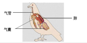 鸟类的呼吸器官是肺吗（鸟的呼吸作用旺盛除了肺这一器官外还有许多与肺相通的）