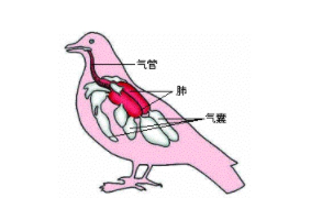 鸟类呼吸的主要器官（鸟类的呼吸系统）