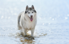 阿拉斯加犬的优缺点（阿拉斯加智力等于几岁）