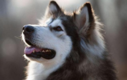 阿拉斯加犬多少钱一只幼崽（阿拉斯加犬多少钱一只幼崽棕色）