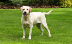 拉布拉多犬好养吗咬人（拉布拉多咬人吗 ?拉布拉多咬人的原因）