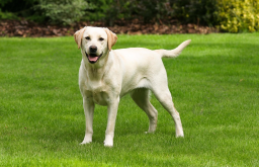 拉布拉多犬的价格（拉布拉多犬的价格贵吗）