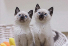 罗猫暹罗猫价格（暹罗猫价格多少钱一只）