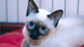 暹罗猫价格多少钱一只幼猫（暹罗猫价格多少钱一只幼猫和成年猫）