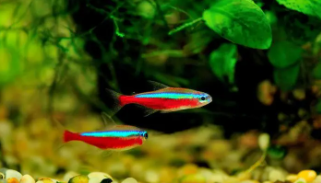 小观赏鱼图片大全以及鱼名字（观赏小鱼有什么特点）
