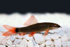 十大最好看的观赏鱼（十大最好看的观赏鱼品种）