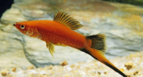 观赏鱼的种类有哪些（观赏鱼都有哪些种）