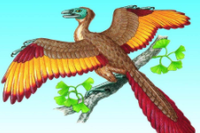 鸟类的祖先是谁?（鸟类的祖先是谁恐龙的祖先）