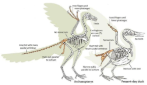 鸟类的祖先是恐龙吗（世界上最恐怖的孔雀）