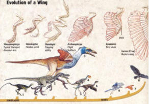 鸟类的祖先是什么鸟?（鸟类的始祖是谁）