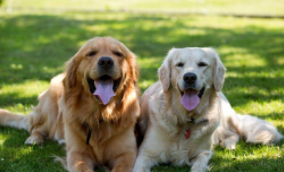 拉布拉多和金毛区别图片（拉布拉多和金毛区别是什么）
