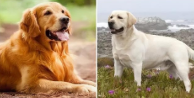 拉布拉多和金毛犬有什么区别（拉布拉多和金毛有什么区别?）