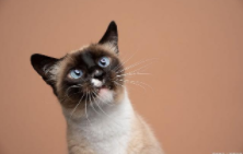 泰国暹罗猫价格多少钱一只（泰国暹罗猫价格多少钱一只幼猫）