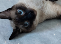 泰国暹罗猫有哪些品种（暹罗猫价格多少钱一只2023年）